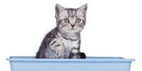 Cat on the litter