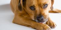 red dog