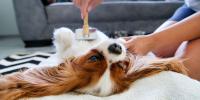 Un perro con un peluquero canino