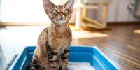 Cat on the litter