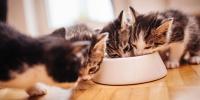Gatitos comiendo de un cuenco