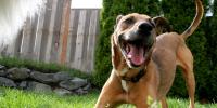 dog near the fence