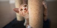 Red cat