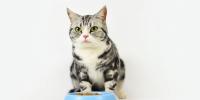 Gato junto al plato