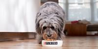Dog Eating From Purina Bowl