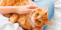 Un gato anaranjado en el regazo de una persona