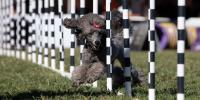 Un perro corriendo a través de postes