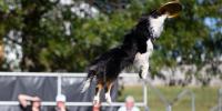 A dog jumping in the air with a frisbee