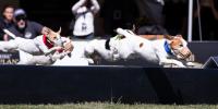 A group of jack russell terriers jumping over a wall