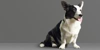 Black and white corgi
