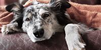 Senior dog