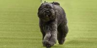 Dog from the Herding Group