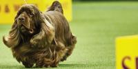 Dog from the Sporting Group