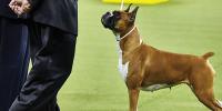 Dog from the Working Group