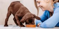 niña pequeña viendo a un cachorro comer alimento húmedo