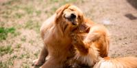 dog in grass scratching ear