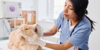 vet looking at cat's ear