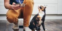 gato de tres colores junto a una persona arrodillada con un tazón en la mano