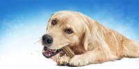 Dog chewing on a DentaLife chew