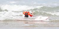 dog surfing