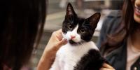 Dos mujeres acarician cariñosamente a un gato joven en esmoquin