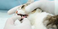 A veterinarian examines a cat's teeth and gums