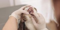 Una vista de cerca muestra a un veterinario examinando los dientes y las encías de un gato