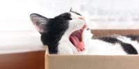 Un gato bostezando mientras descansa en una caja de cartón