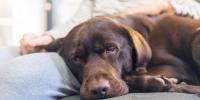 A sleepy, brown dog lying next to a person’s knee