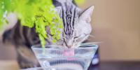 striped, gray cat drinking water from a clear, glass bowl