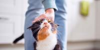 Persona acariciando la cabeza de un gato calicó