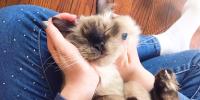 un gato durmiendo en el regazo de una persona