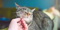 person petting gray cat under chin