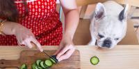 white Frenchie on chair watching person slicing cucumbers on a cutting board