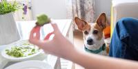Person eating at table holding a piece of avocado while a brown and white dog looks on