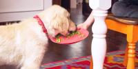 person at table holding a plate of peas while a golden dog is eating them