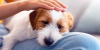 Small dog resting on owner’s lap