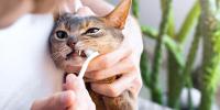 Un primer plano de un gato al que le cepillan los dientes