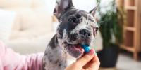 Un primer plano de un perro al que le están cepillando los dientes