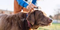 A close-up of a chocolate lab getting his hair brushed