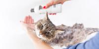 Cat owner squeezes shampoo into hand as wet cat looks up from bathtub