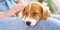 A little puppy resting on a person’s knee