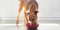 brown dog eating from a red food bowl