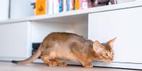 gato agachado
