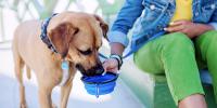 person in green pants holding a water bowl out with a yellow dog drinking from it