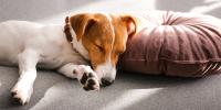 Jack russel terrier durmiendo con la cabeza apoyada sobre una almohada púrpura