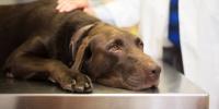 chocolate lab laying on metal veterinary table