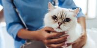 un médico examinando un gato