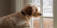 dog looking out window