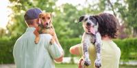 Two owners looking back and holding their happy dogs over their shoulders